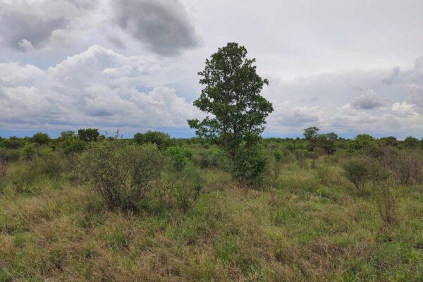 Solgt! 6400 hektar farm i Botswana