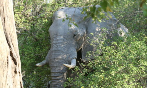 Elephant hiding Botswana