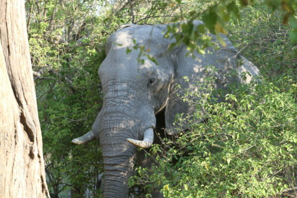 Elephant hiding Botswana