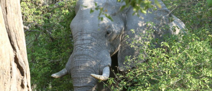 Elephant hiding Botswana