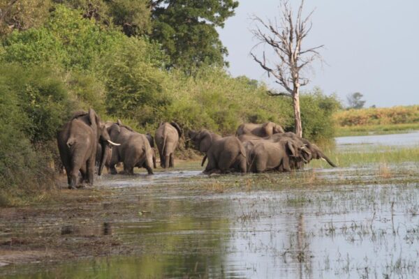 Elephants in river