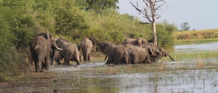 Elephants in river