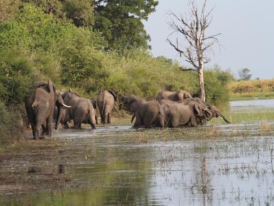 Elephants in river