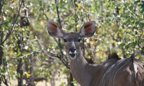 Kudu
