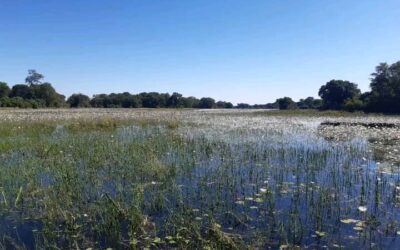 Delta Lodge Okavanko delta water