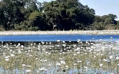 Delta Lodge elephant other side of water