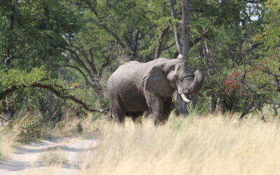 Elefant Botswana