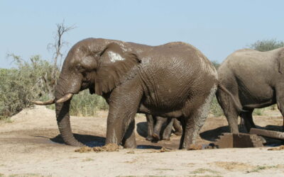 Elephant in mud Botswana