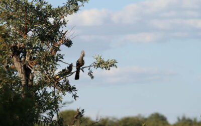 Go away bird Botswana