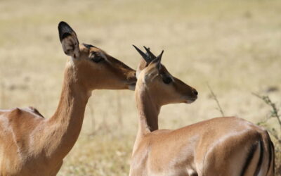 Impalas Botswana