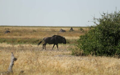 Wildebeest Botswana