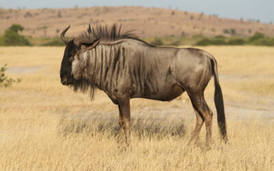 Wildebeest Botswana